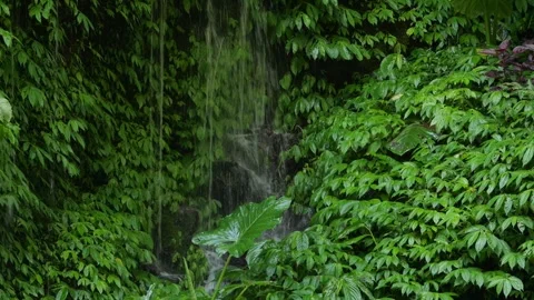 Calm Lush Environment Featuring Waterfalls And Vibrant Plant Life Stock-Footage 330082850