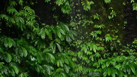 Calm Lush Environment Featuring Waterfalls And Vibrant Plant Life 스톡 동영상 330082981