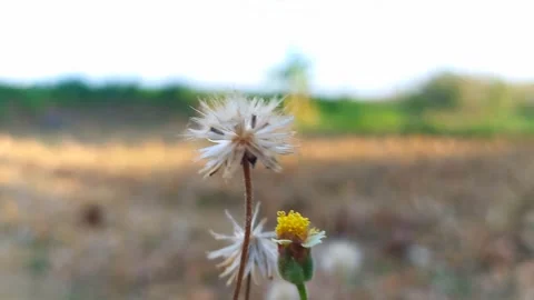 Calm Macro Grass Flowers In Dry Field Blown By The Wind Aesthetic Video Backgrou Stock Footage 319340549