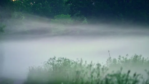 Calm mist drifting through wetlands, gentle fog over lush green reeds. Stock Footage 324787239