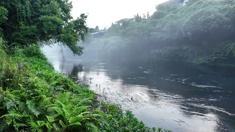 Calm misty river at dawn framed by ferns and greenery Stock Footage 341235504