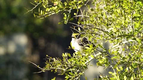 Calm Mockingbird Perched - Bush Setting, Natural Audio Video stock 306879761