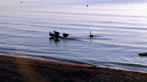 Calm Morning Lake Michigan Beach Stock Footage