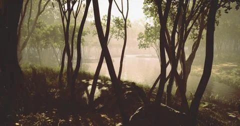 Calm morning light filtering through trees by a peaceful water body Stock Illustration