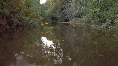 Calm mountain river with cloudy sky and yellow flowers reflection Stock Footage 141114584