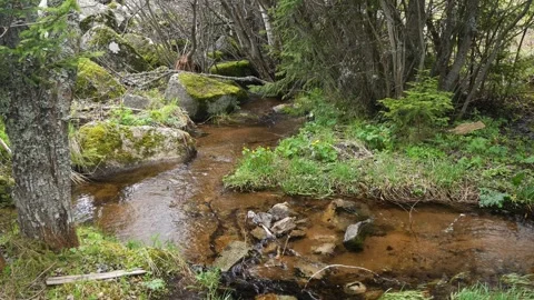 A calm mountain river flowing through a peat meadow Stock Footage 263142484