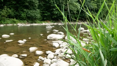 Calm Mountain River with Large Rocks and Green Grass Video stock 346609838