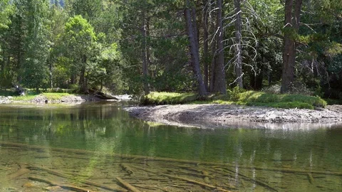 Calm mountain river with slow flow with clear water next to coniferous forest Stock Footage 114691387