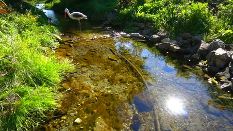 Calm mountain stream with artificial stork Stock Footage 94049451