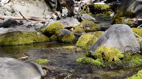 Calm Mountain Stream Stock Footage 47813581