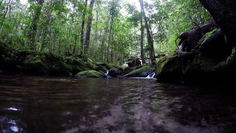 Calm mountain water stream flowing in green forest. Stock Footage 81891425