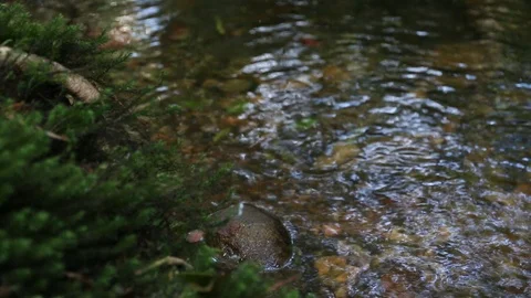 Calm mountain water stream flowing in the forest. Stock Footage 106334080
