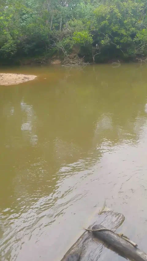 Calm muddy river flowing through tropical forest natural B-roll 4k Stock Footage 341674590