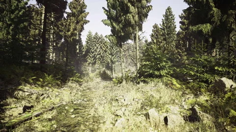 Calm natural border filled with towering pines and gentle light patterns Stock Footage 330173432