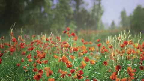 Calm natural setting featuring dewkissed red flowers and soft background Stock Footage 343621972