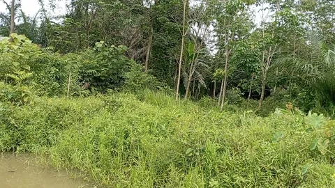 Calm Nature Stock Footage 223477861