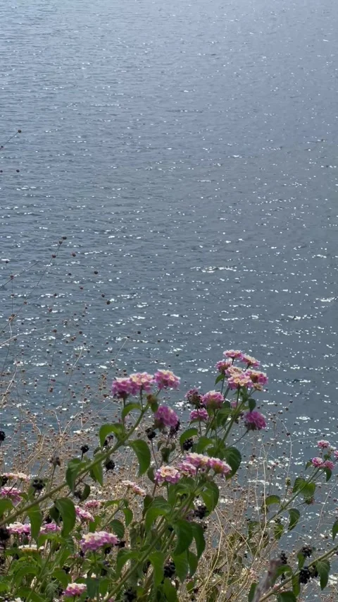 Calm nature summer view with sea and flowers by the coast Stock Footage 342345883