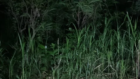 Calm Night in the Backyard Stock Footage 312578369