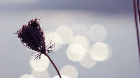 Calm night Video stock 1058278