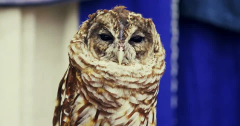 Calm Noble Owl Stock Footage 27551086