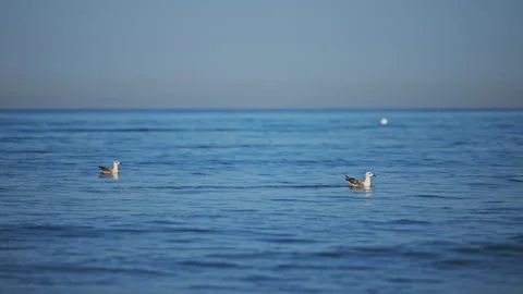 Calm ocean atmosphere with seagulls floating on water during sunny summer day in Stock Footage 335486554