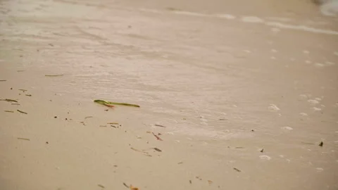 Calm ocean currents over smooth sands produce soothing visual effect. Waves Stock Footage 341668388