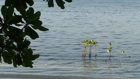 Calm ocean lapping the shore Video stock 130433596