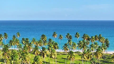 Calm ocean surface and idyllic tropical Dominican beach with lush palm trees. Stock Footage 250515066