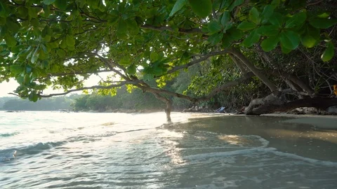 Calm Ocean Waves Hitting Sandy Shoreline of Tropical Beach Below Shade of Tree Stock Footage 119692423