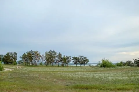 Calm open field with scattered trees under soft light. 库存照片