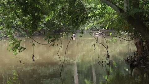 Calm Osun River framed by tree branches and vines. Stock Footage 86761063