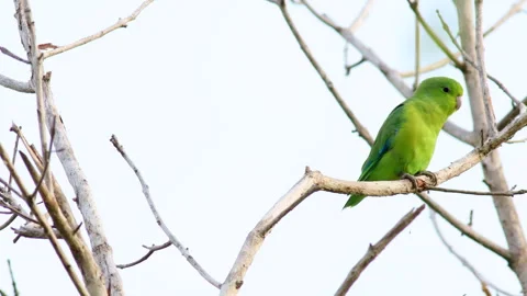 Calm pair of Cobalt-rumped Parrotlets Parakeets parrots in chilly early 動画素材 286077515