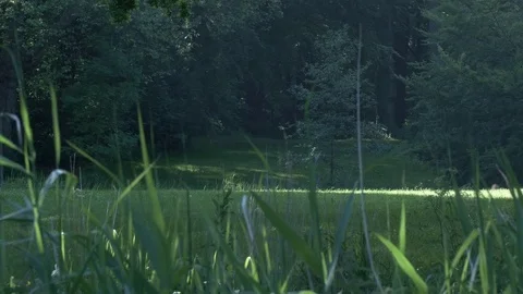 Calm place of nature with fresh grass and particles gliding through the light Stock-Footage 80964166