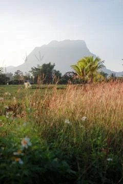 Calm place of tree area with background of big mountain covered by fog. Stock Photos