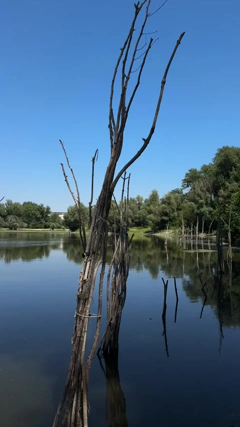 Calm Pond with Dead Tree Trunks and Reflections on a Sunny Day Stock Footage 346307034