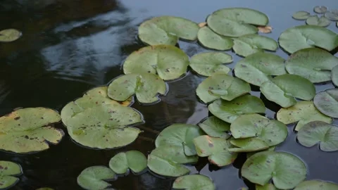 Calm Pond With Floating Leaves, Tranquil Waters Mirror Green Leaves With Gentle Stock Footage 323770980