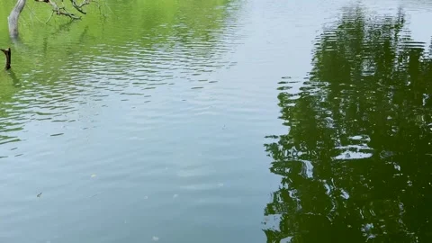 Calm pond with green tree foliage reflecting on the water surface Stock Footage 337584058