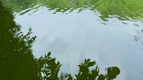 Calm pond with green tree foliage reflecting on the water surface Vídeos de archivo 337584066