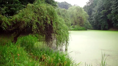 Calm pond or lake in cloudy day Stock Footage 65277280