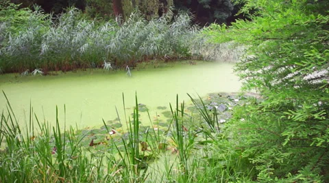 Calm pond or lake in cloudy day Stock Footage 65277461