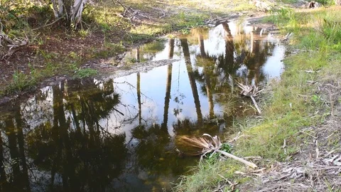 Calm pond by palm trees Stock Footage 108519466