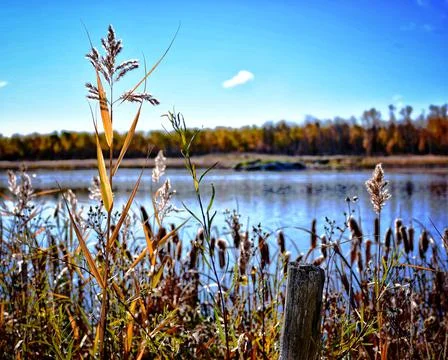 Calm Pond Stock Photos