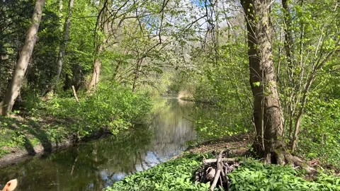 Calm Pond Reflection in Amsterdamse Bos with Springtime Wildlife Activity Video stock 334149995