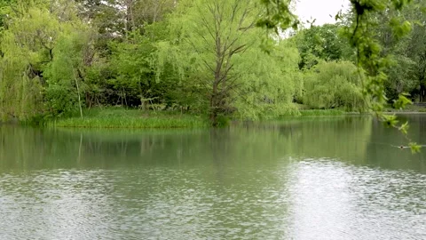 Calm pond rippling in wind surrounded by lush green trees Stock Footage 338052332