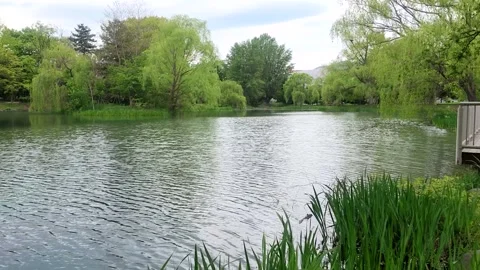 Calm pond rippling in the wind surrounded by lush green trees Stock Footage 338052339