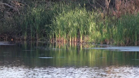 Calm pond rushes Stock Footage 102690065