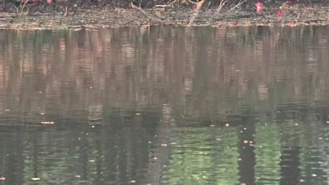 Calm pond surface with gentle ripples reflecting trees and natural vegetatio 動画素材 341371518