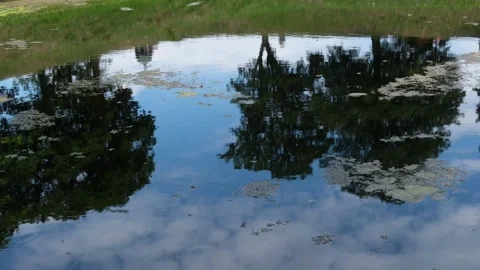 Calm pond surface reflecting surrounding trees and a cloudy blue sky Stock Footage 343981826
