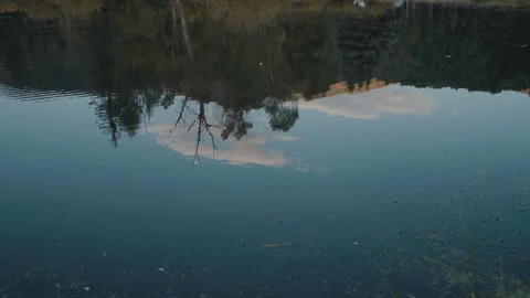 Calm pond surface reflecting trees and clouds at blue hour Stock-Footage 348019960