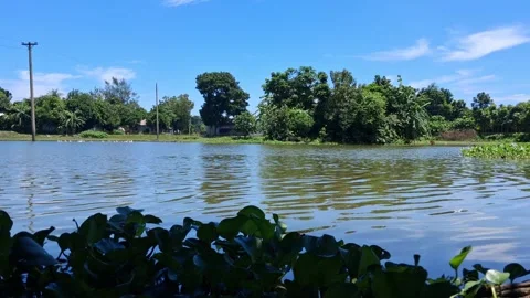 Calm Pond Surrounded by Trees Vídeo Stock 331805862